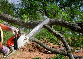 Professional Tree Services in East Bethel, MN